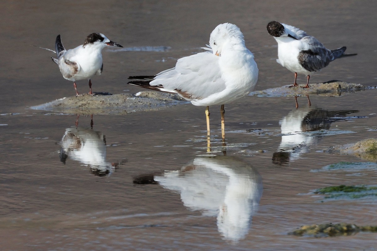 Slender-billed Gull - ML645318892