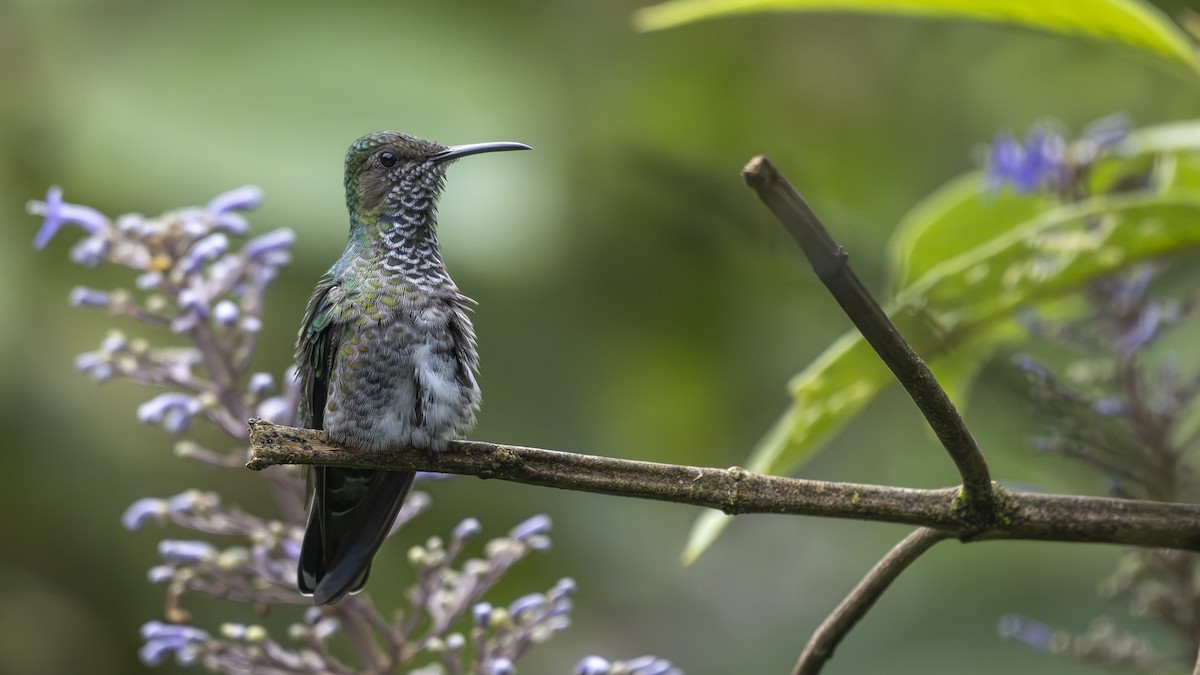 White-necked Jacobin - ML645318911