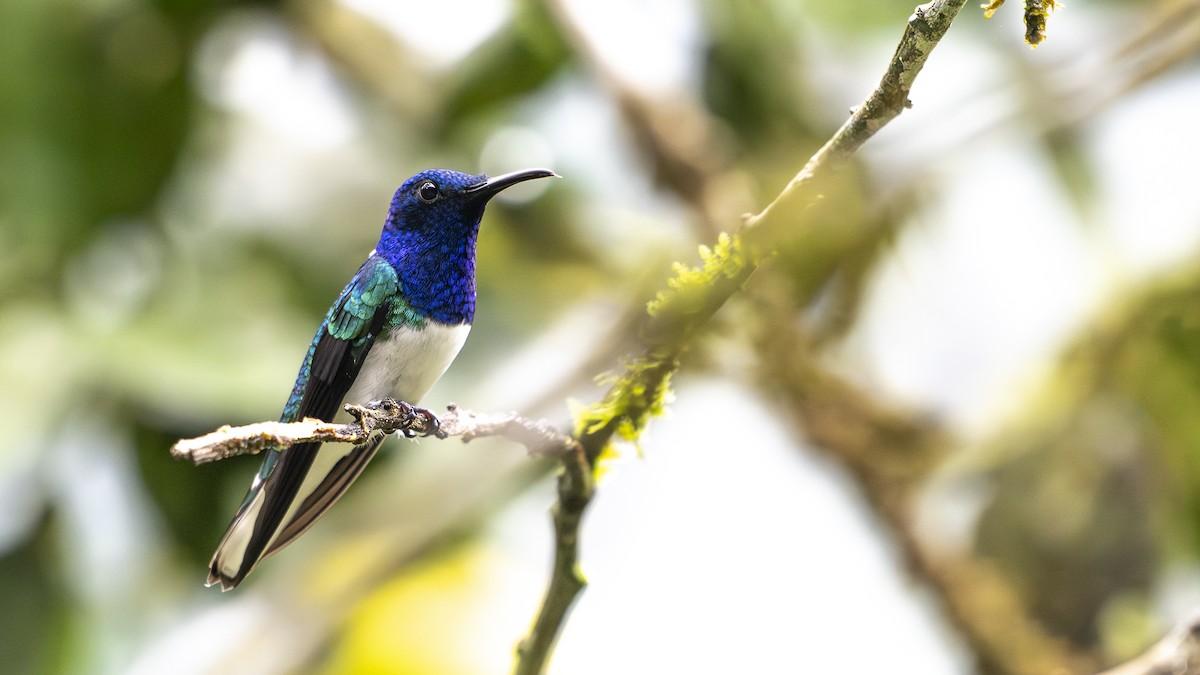 White-necked Jacobin - ML645318912