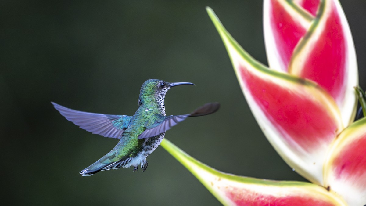 White-necked Jacobin - ML645318913