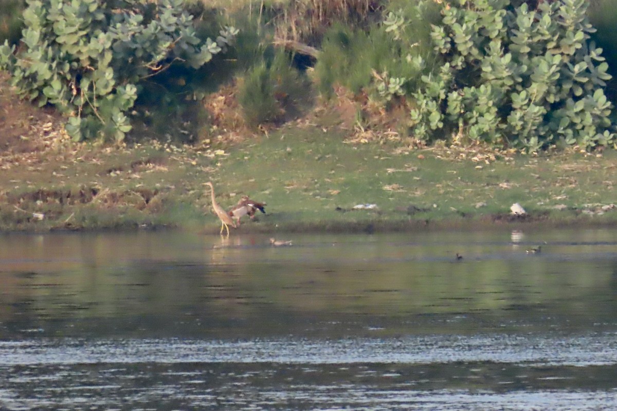 Purple Heron - ML645318918