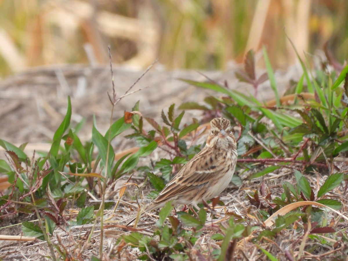 vesperspurv - ML645318929