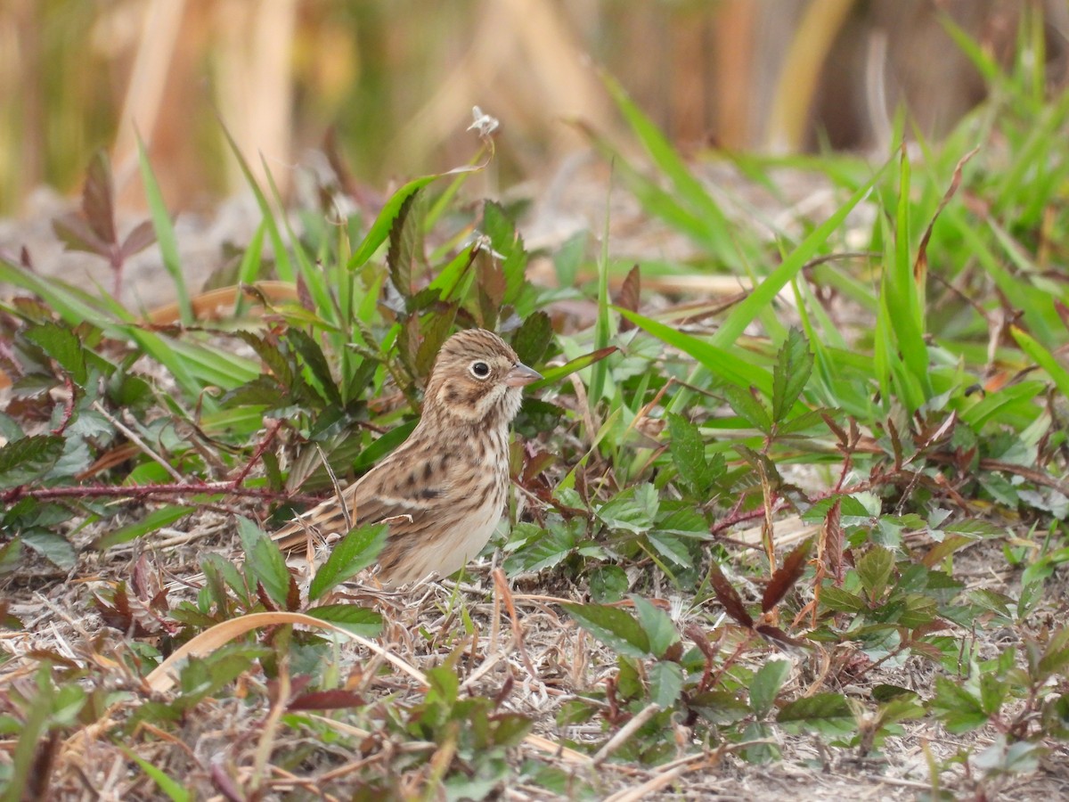 vesperspurv - ML645318930