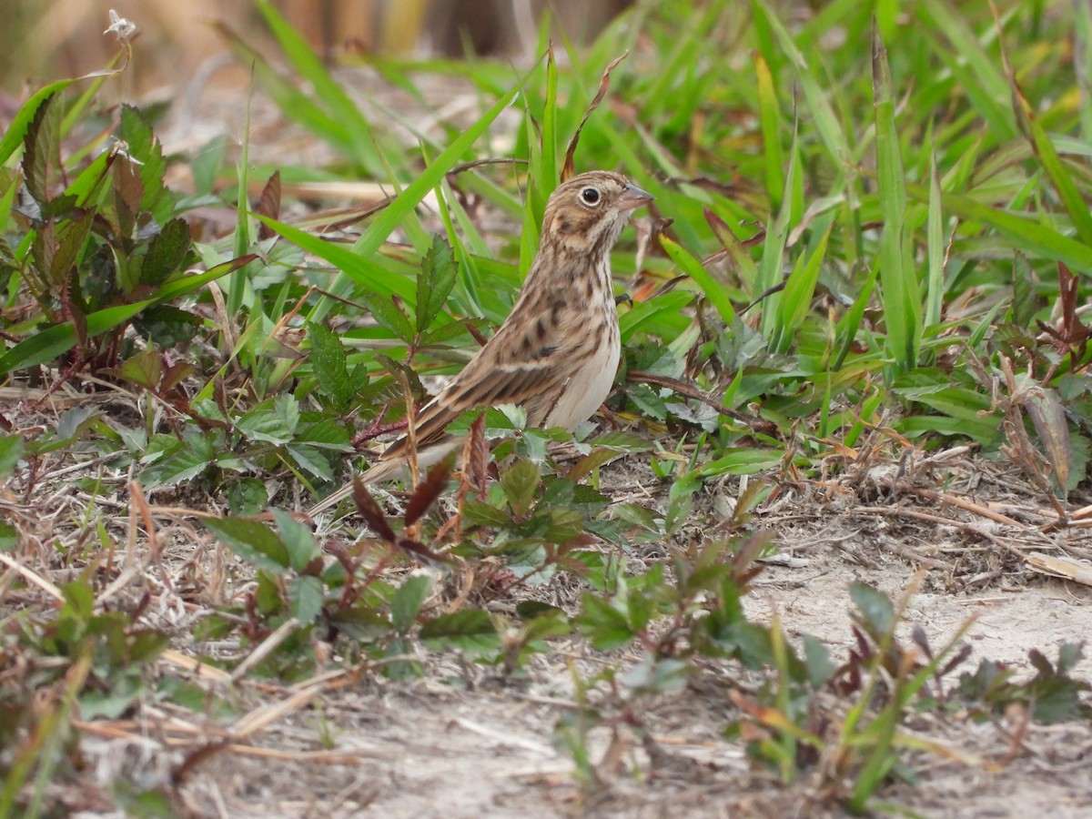 vesperspurv - ML645318931