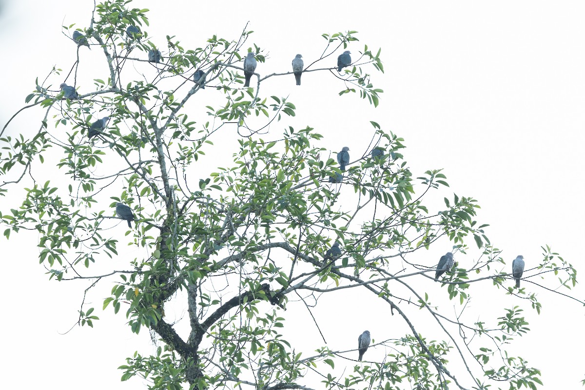 Green Imperial-Pigeon - ML645318935