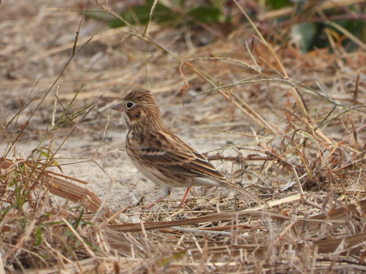 vesperspurv - ML645318941