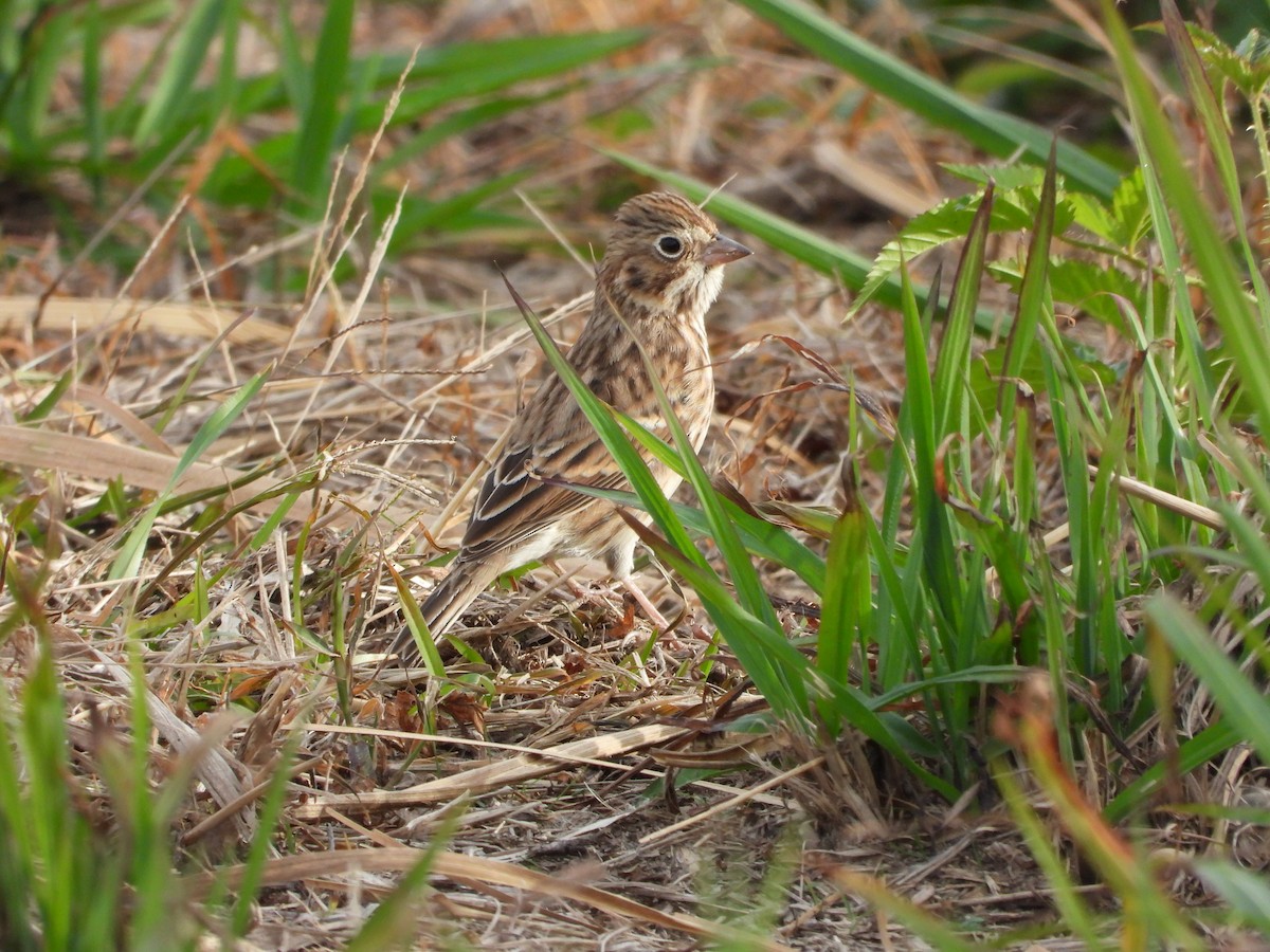 vesperspurv - ML645318942