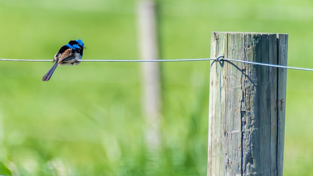 Superb Fairywren - ML645318962
