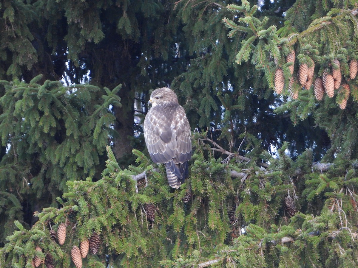 Common Buzzard - ML645318986