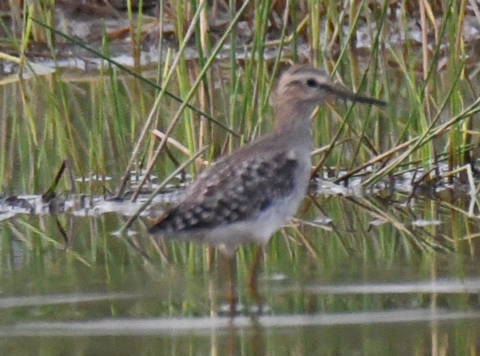 Wood Sandpiper - ML645318999