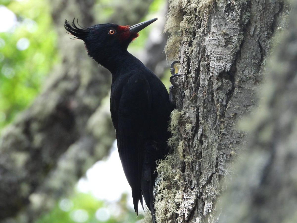 Magellanic Woodpecker - ML645319001