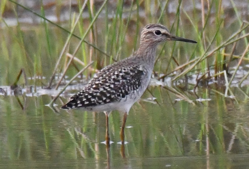 Wood Sandpiper - ML645319002