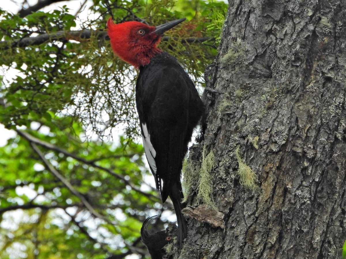 Magellanic Woodpecker - ML645319003