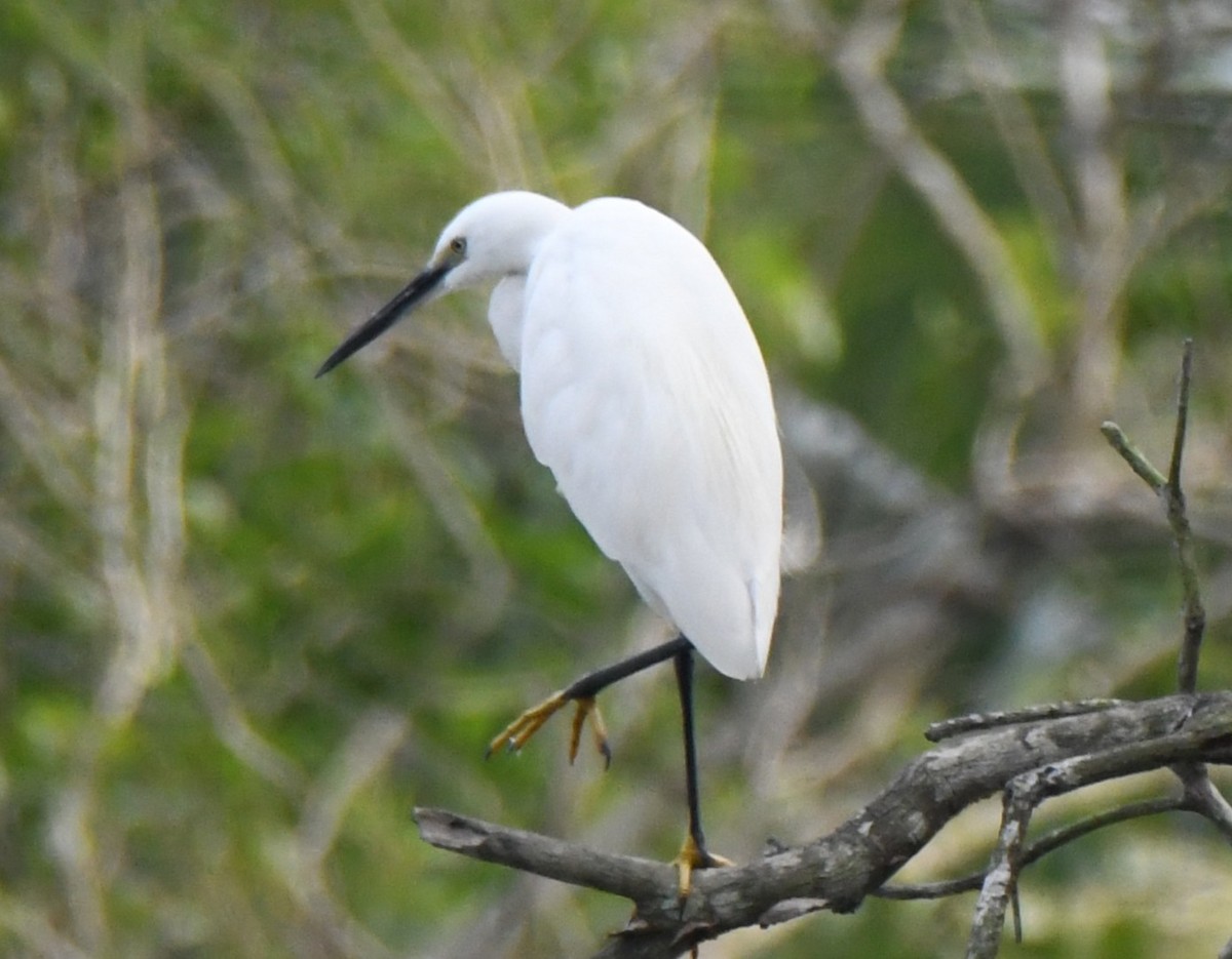 silkehegre - ML645319005