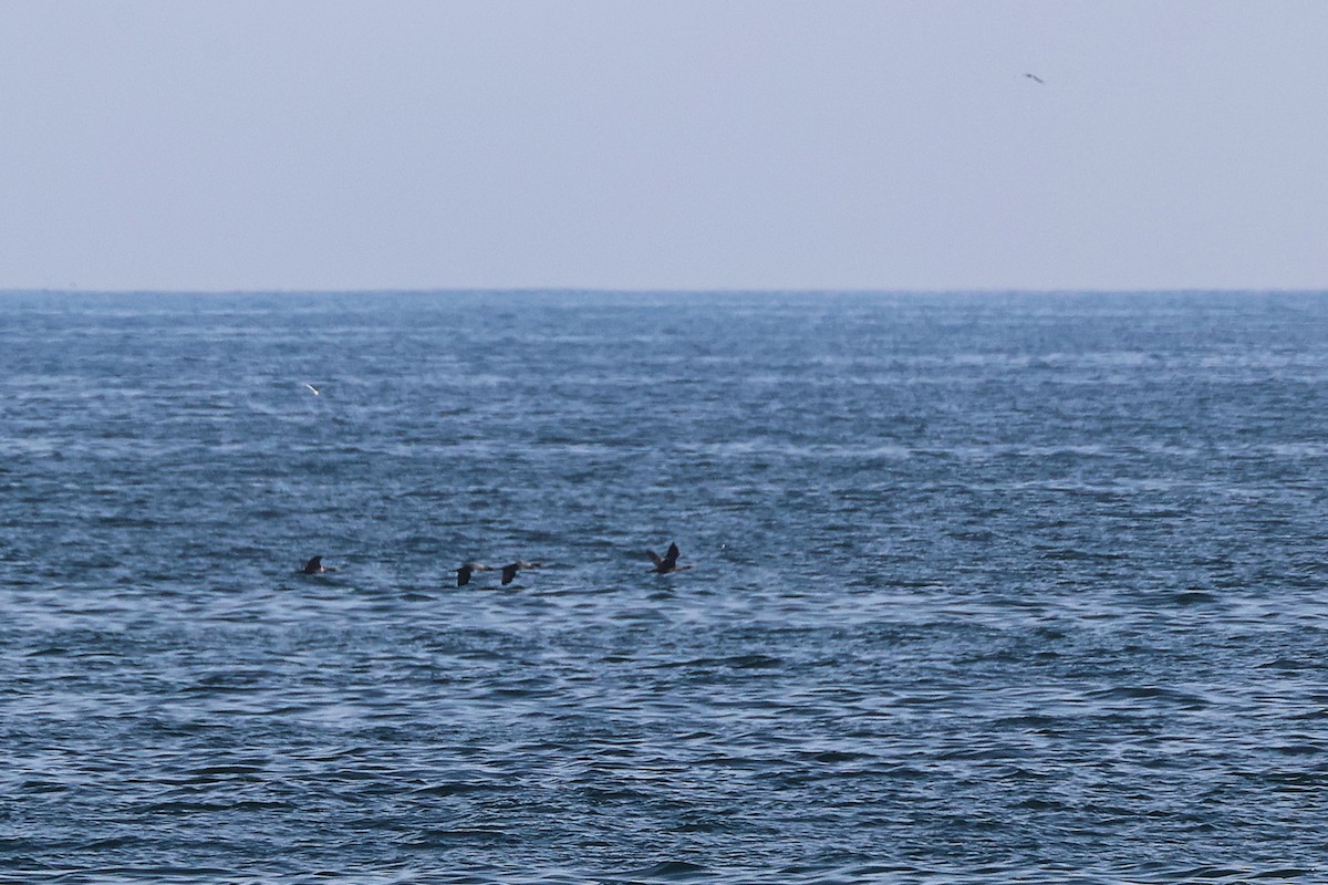 Socotra Cormorant - ML645319012