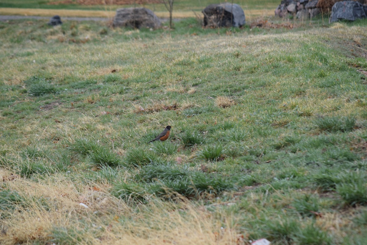 Wanderdrossel - ML645319017