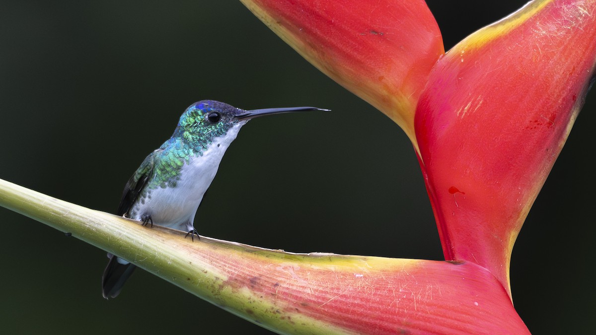 Andean Emerald - ML645319021