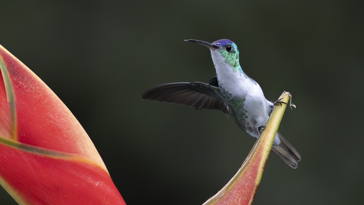 Andean Emerald - ML645319022