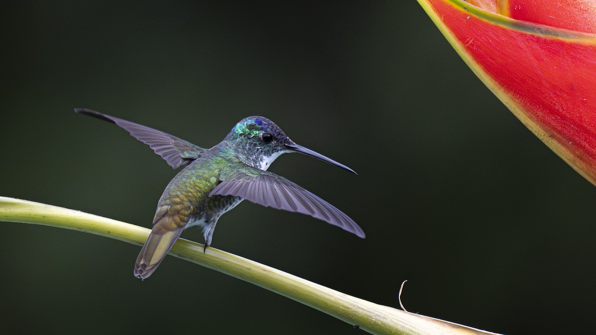 Andean Emerald - ML645319023