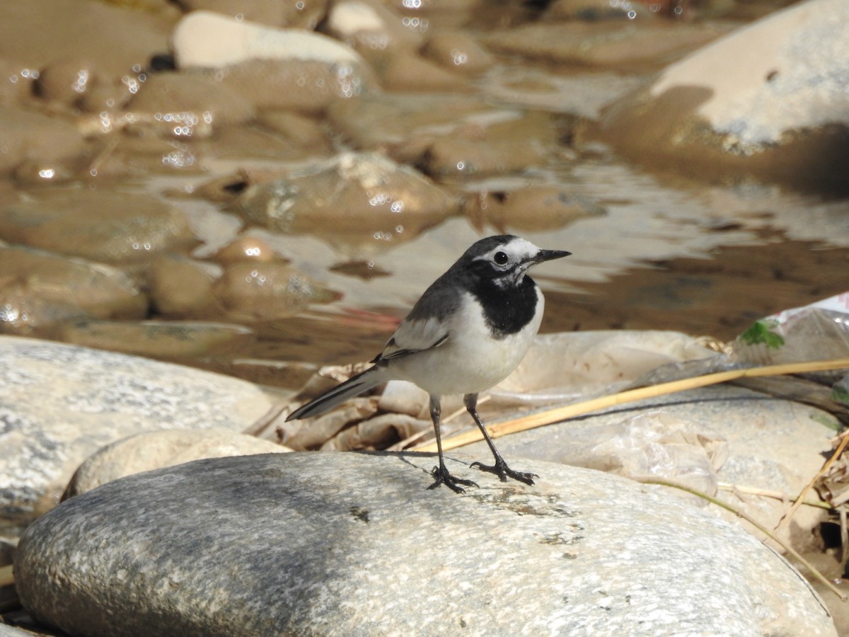 White Wagtail - ML645319026
