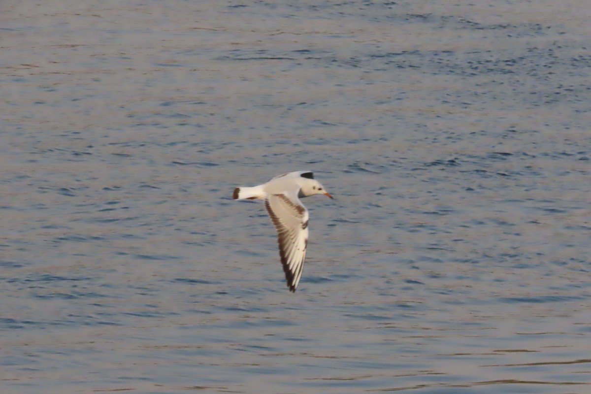 Black-headed Gull - ML645319036