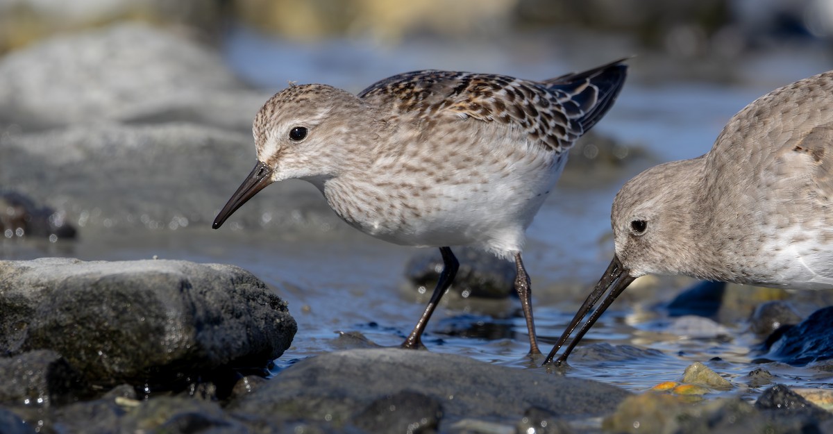 Бонапартов песочник - ML645319053