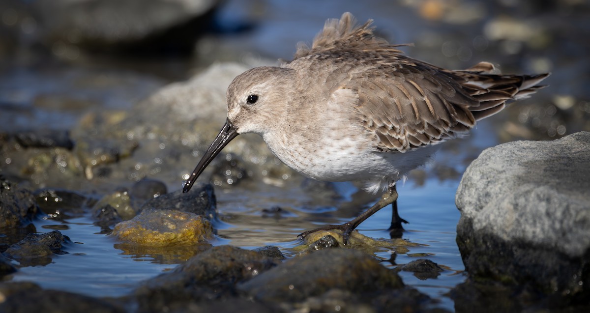 Dunlin - ML645319062