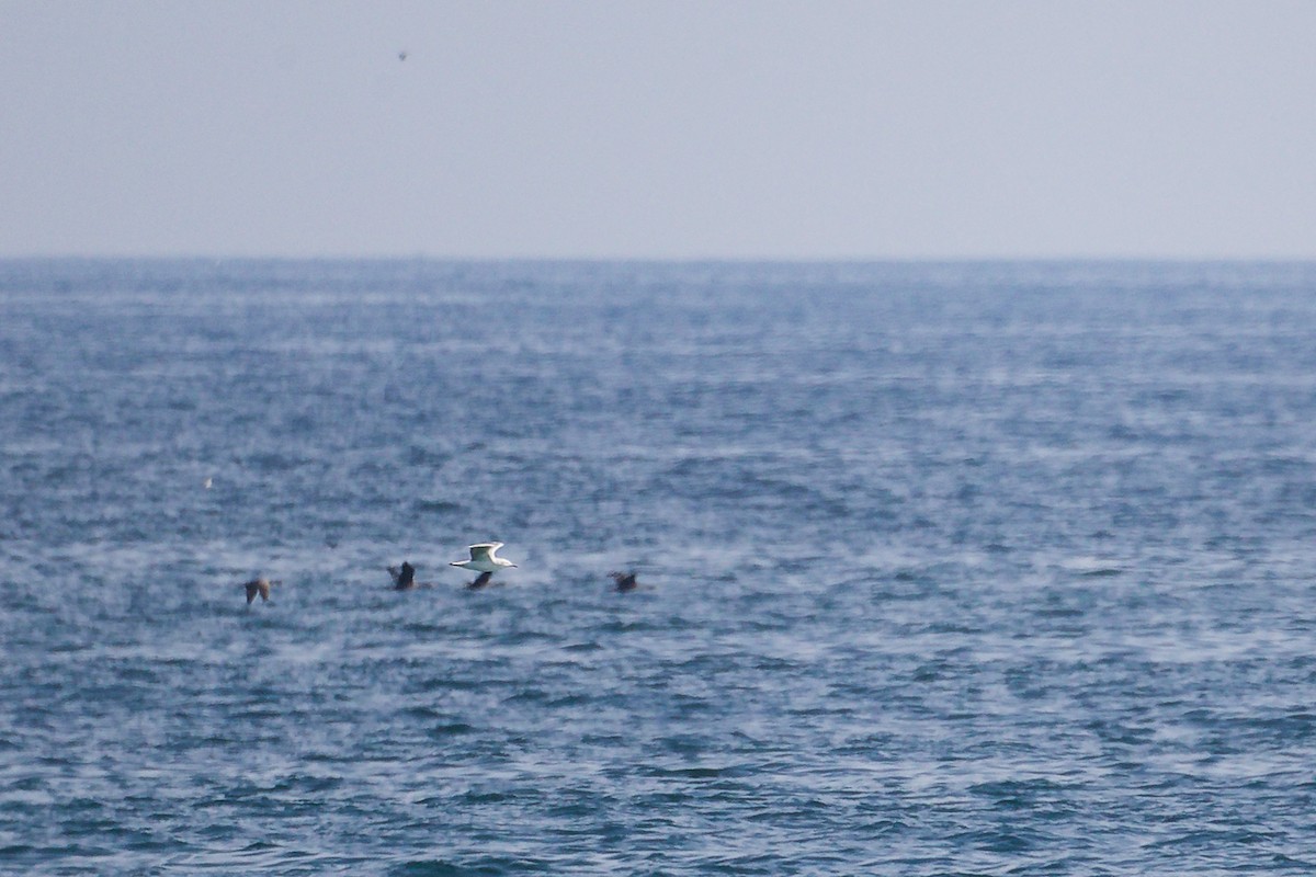 Socotra Cormorant - ML645319065