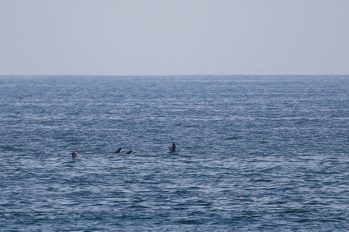 Socotra Cormorant - ML645319066