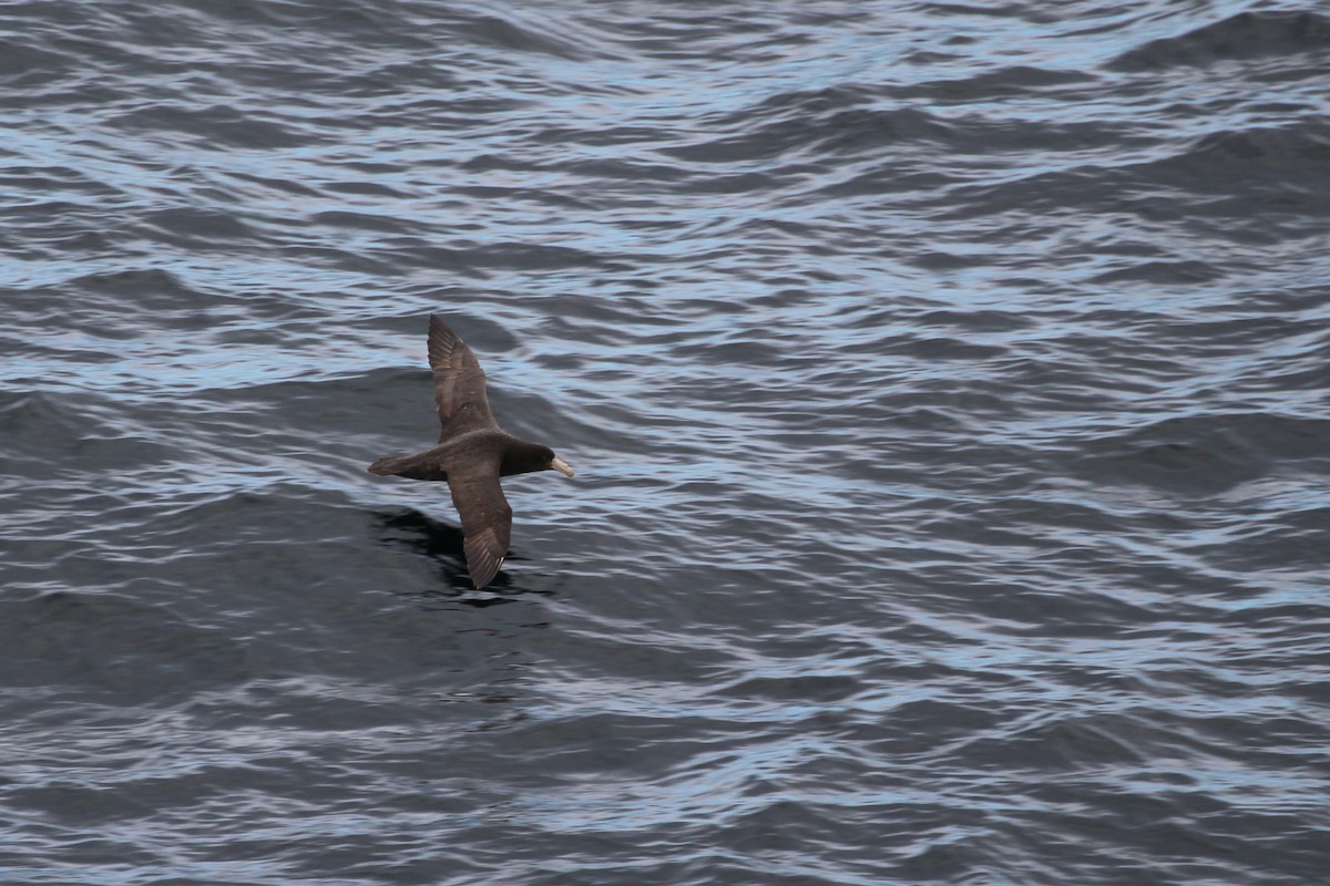 סערון-ענק דרומי - ML645319089