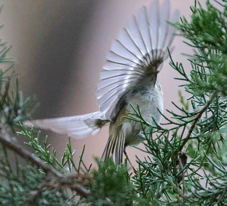 Golden-crowned Kinglet - ML645319094