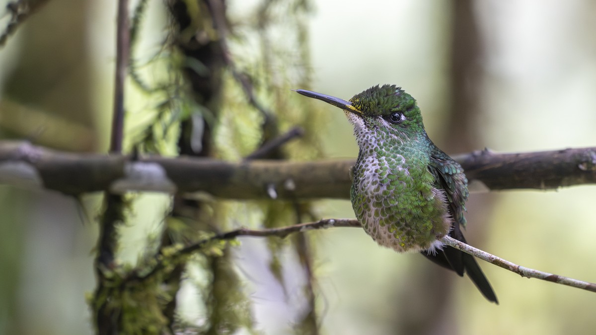 Empress Brilliant - ML645319097