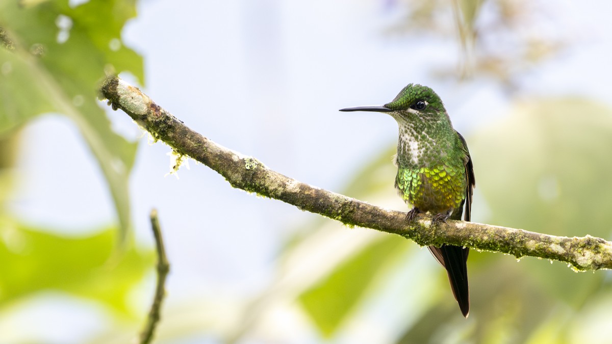 Empress Brilliant - ML645319098