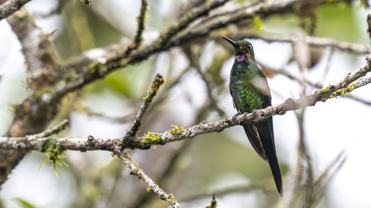 Empress Brilliant - ML645319099