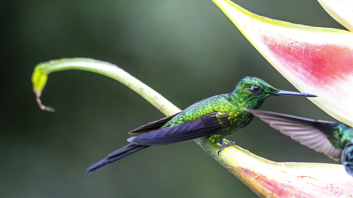 Empress Brilliant - ML645319100