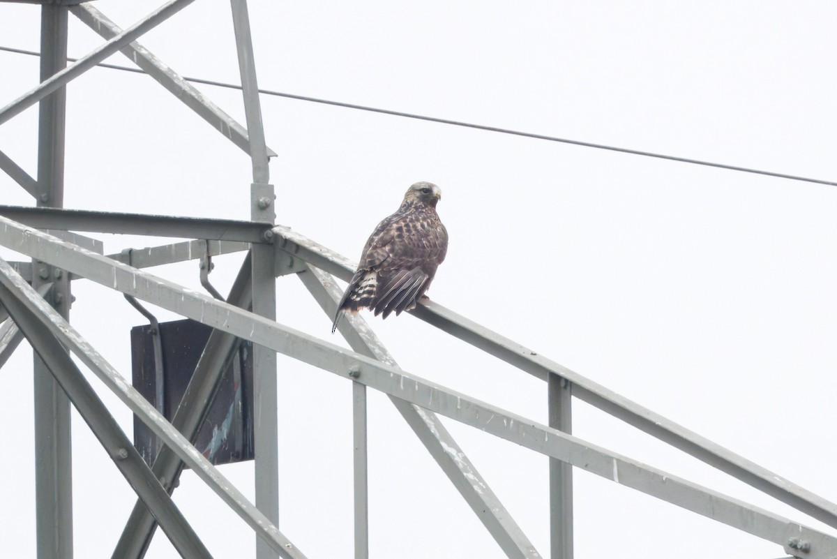 Rough-legged Hawk - ML645319102