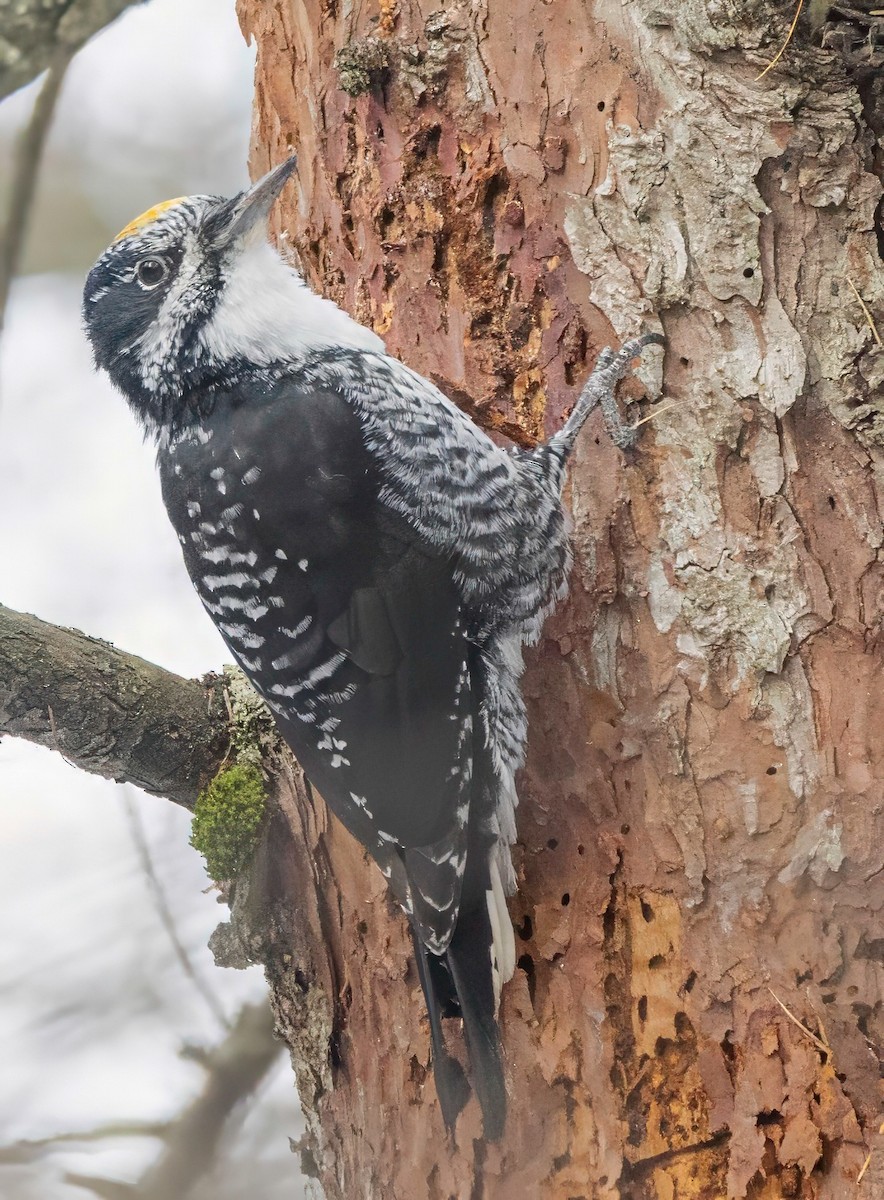 American Three-toed Woodpecker - ML645319108