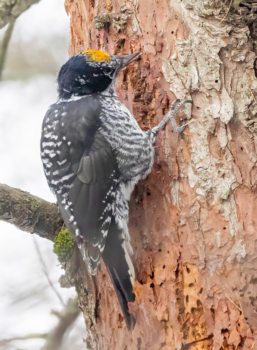 American Three-toed Woodpecker - ML645319109