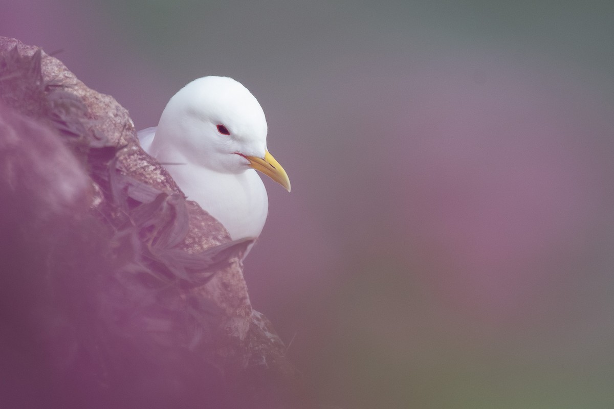 krykkje - ML645319113