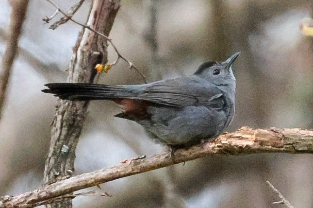 Gray Catbird - ML645319114