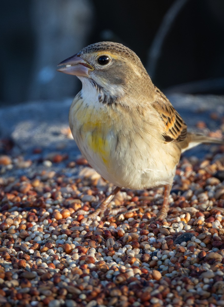 Dickcissel - ML645319117