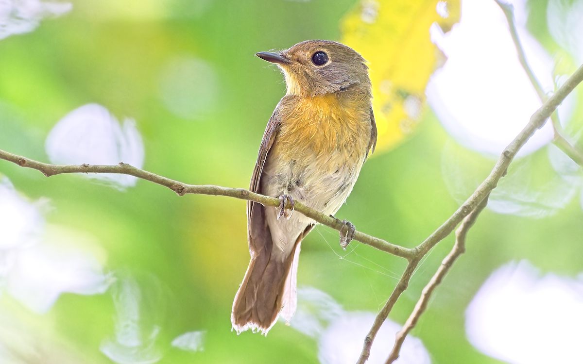 Hainan Blue Flycatcher - ML645319118
