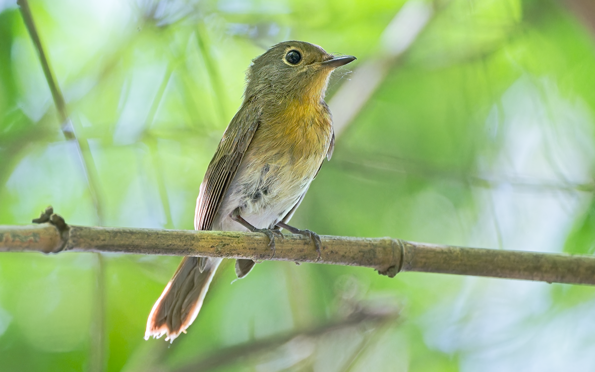 Hainan Blue Flycatcher - ML645319121
