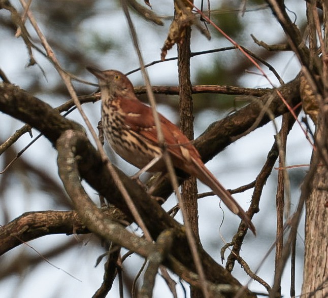 Brown Thrasher - ML645319126