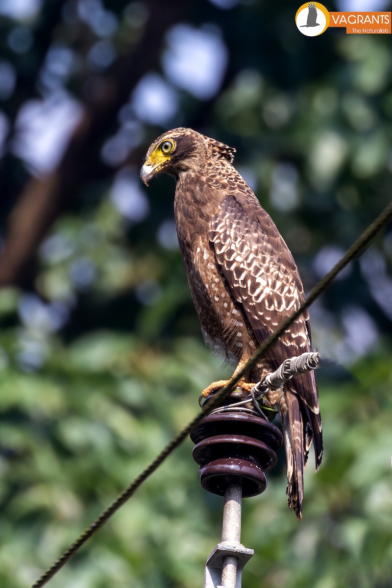 Culebrera Chiíla - ML645319127