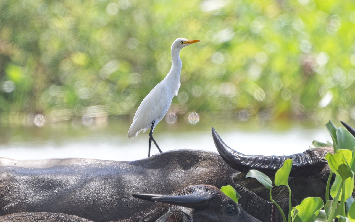volavka dobytčí - ML645319129