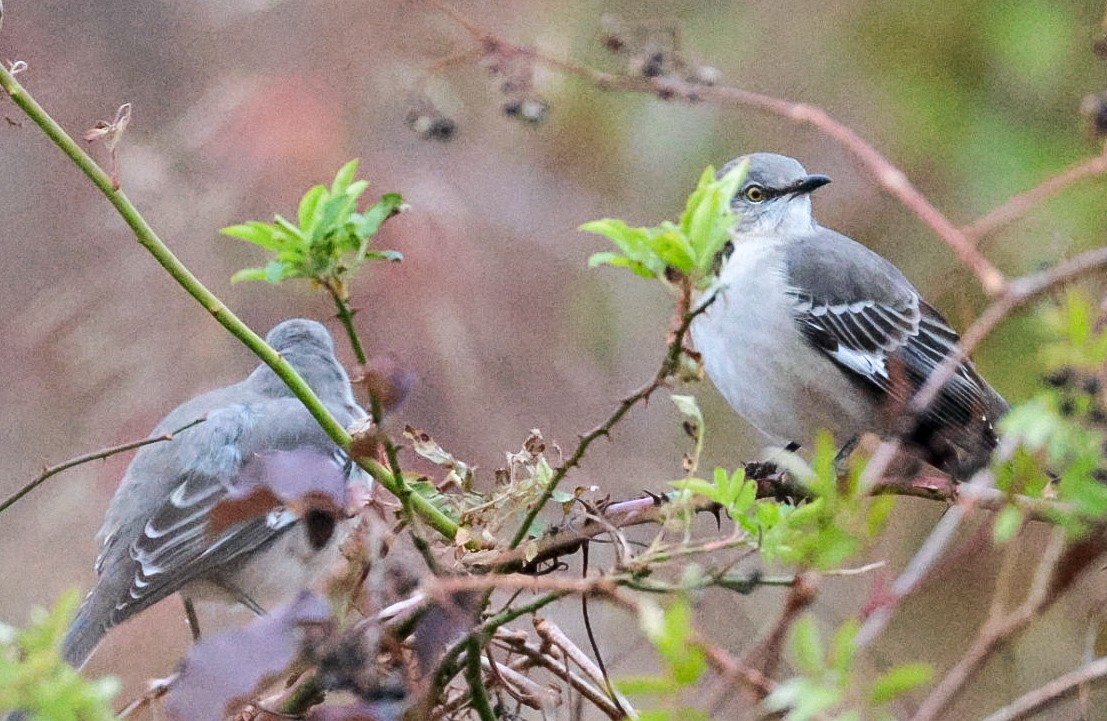 Northern Mockingbird - ML645319146