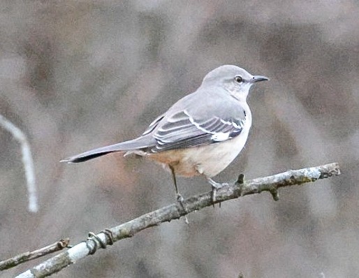 Northern Mockingbird - ML645319147
