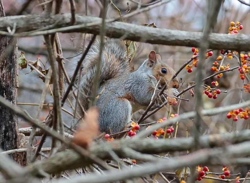 Eastern Gray Squirrel - ML645319170