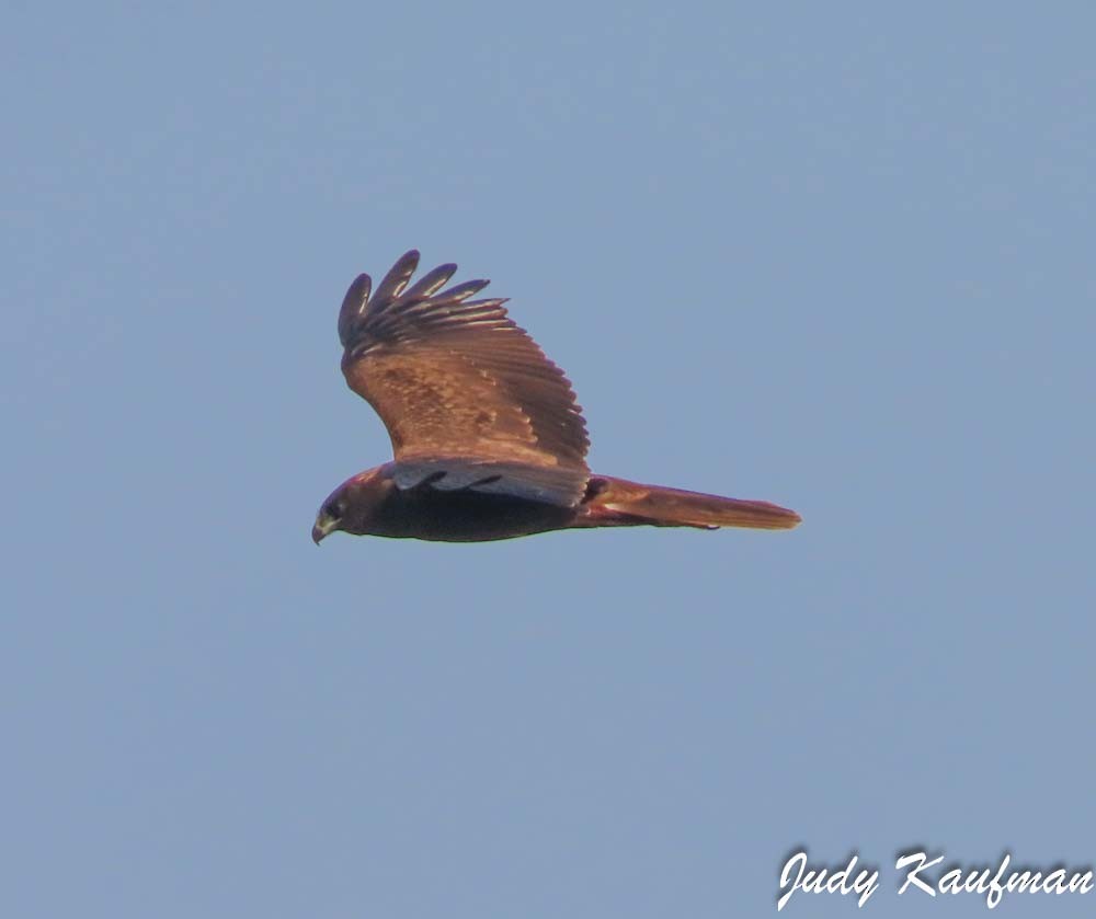Western Marsh Harrier - ML645319174